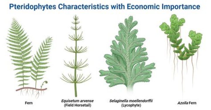 What are the economic importance of pteridophytes?