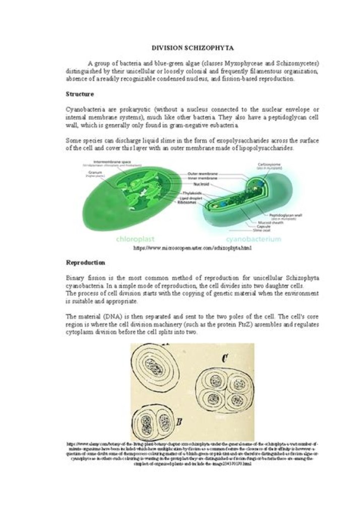 What are the example of schizophyta?