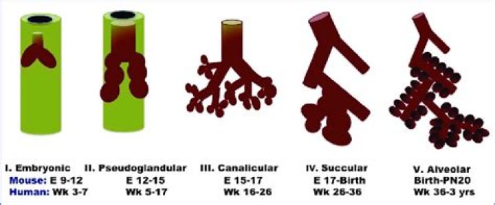 What are the five periods of lung morphogenesis?