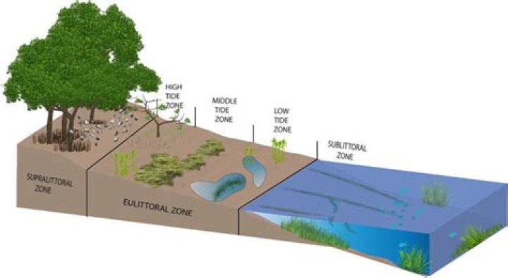 What are the greatest challenges to life in supralittoral ecosystems?