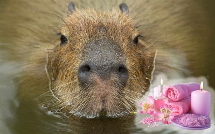 What are the predators of a capybara?