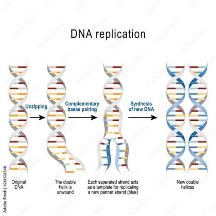 What are the steps of dna replication?