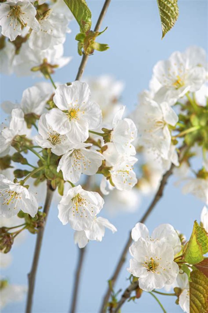 What are the white flowered trees blooming now?
