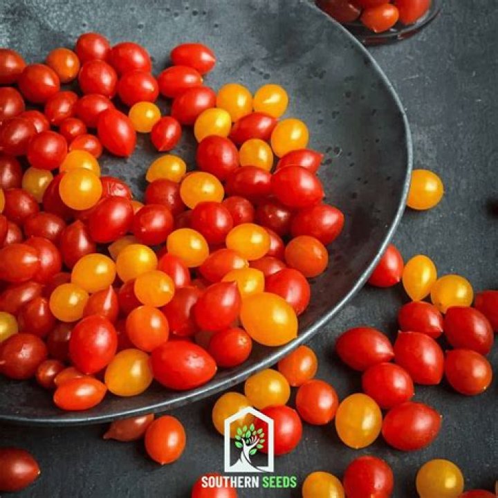 What are tomberry tomatoes?