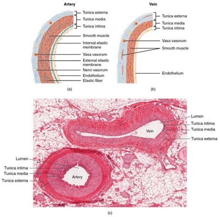 What are tunics anatomy?