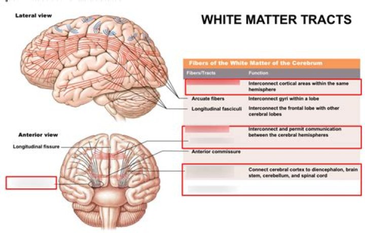 What are white matter tracts?