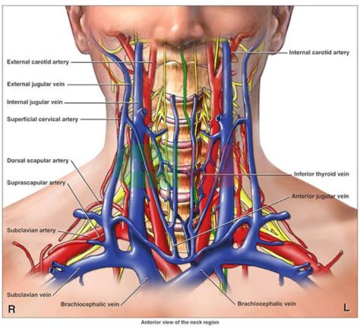 What arteries are in your neck?