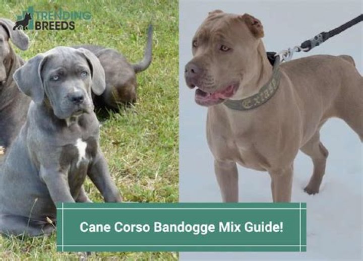 What breeds make a bandog?