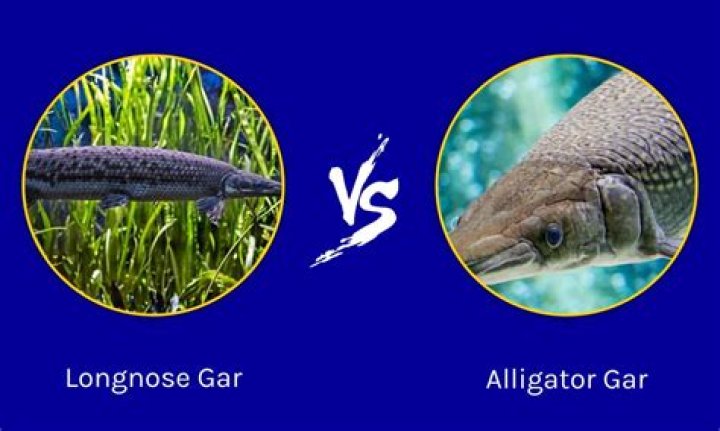 What can longnose gar eat?