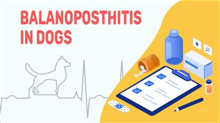 What causes balanoposthitis in dogs?
