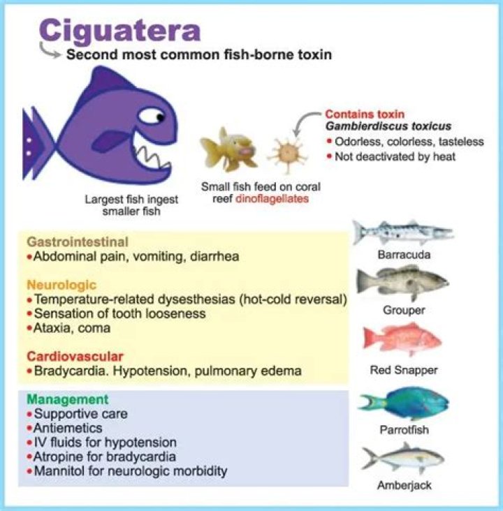 What causes ciguatera in fish?