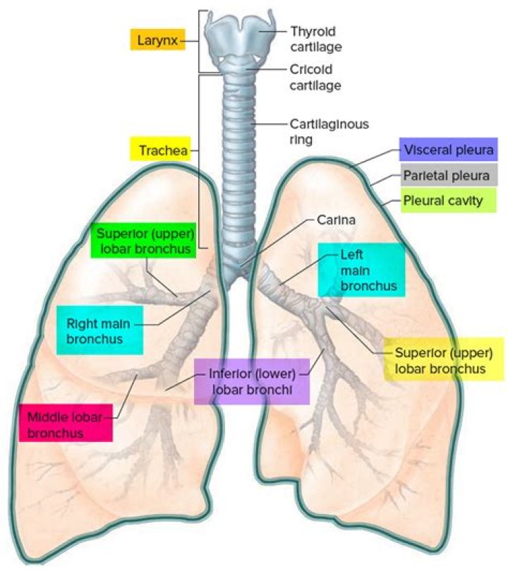 What cavity are the lungs located in?