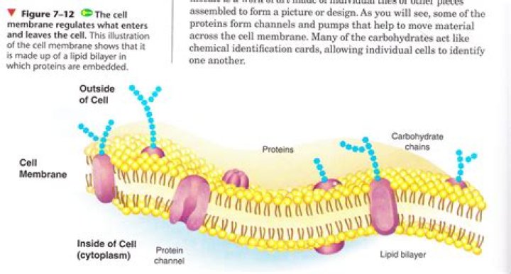 What cellular process occurs on the infolded membranes?