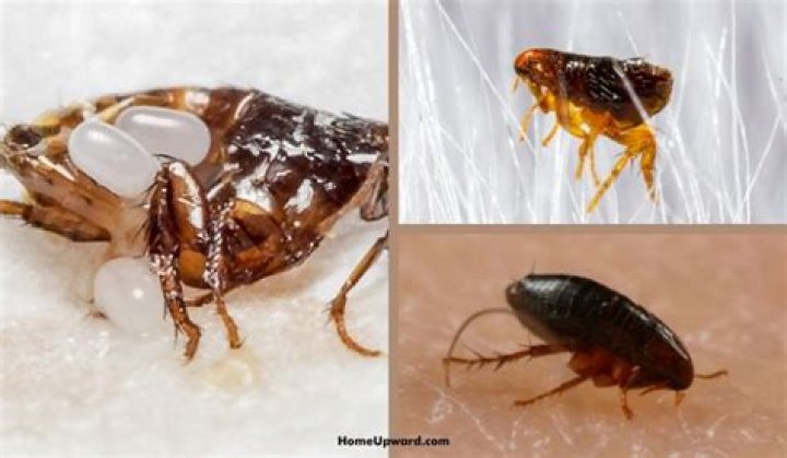 What color are fleas?