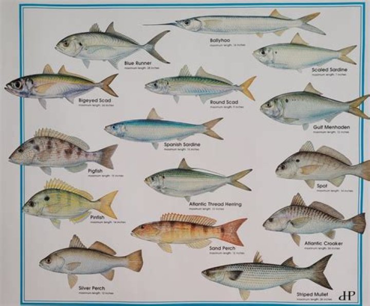 What color light attracts baitfish?