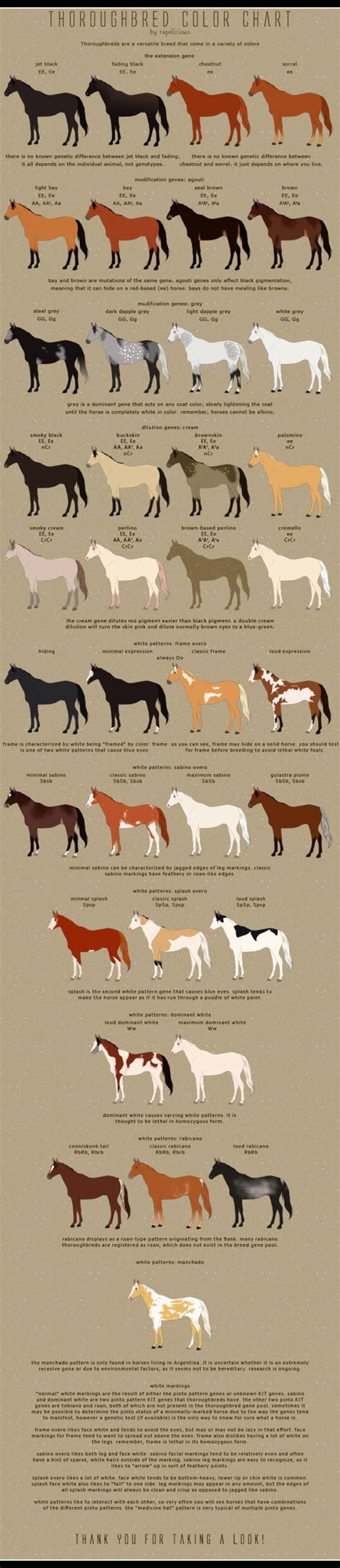 What colors do thoroughbreds come in?
