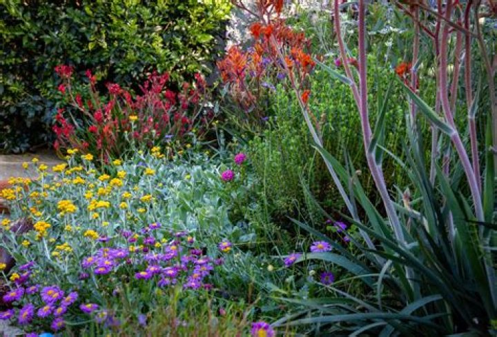 What colourful plants grow in shade?
