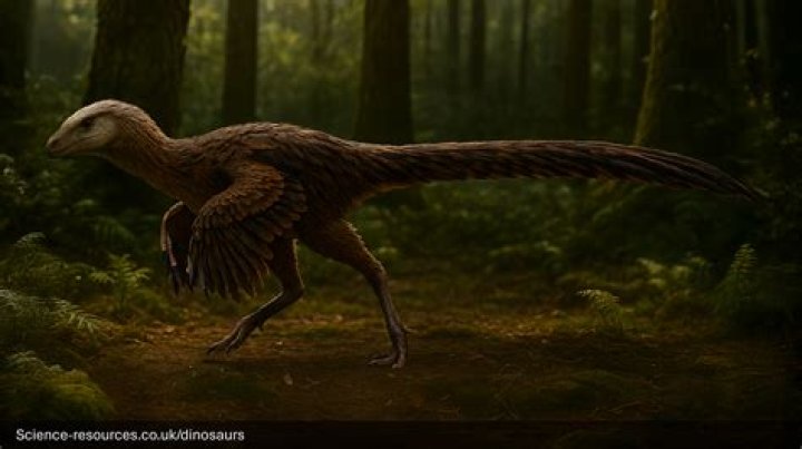 What did ornitholestes eat?