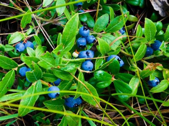 What do bilberries taste like?