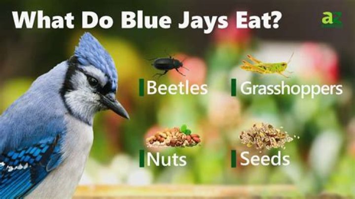 What do blue jays like to eat?