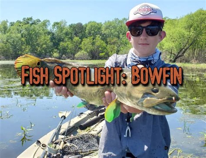 What do bowfin fish eat?