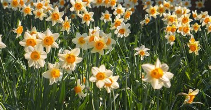 What do daffodils represent?