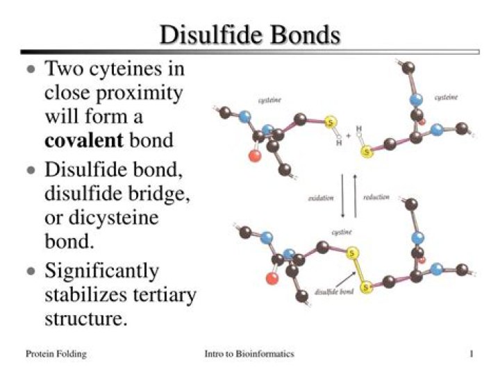 What do disulfide bonds do?