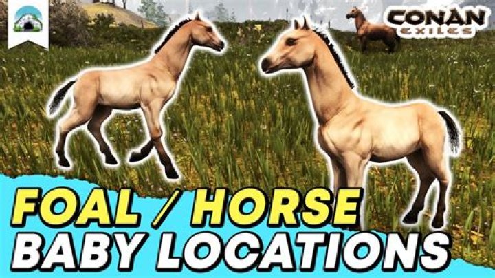 What do foals eat conan exiles?