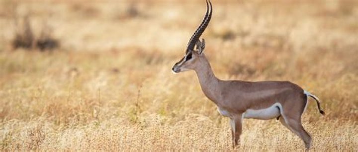 What do gazelles eat in the savanna?