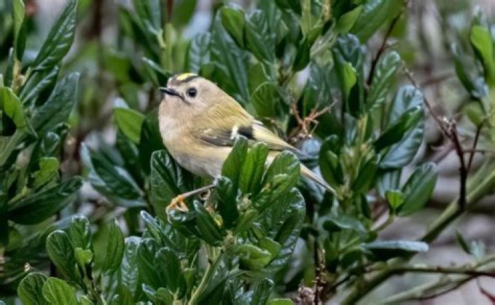 What do goldcrest birds eat?