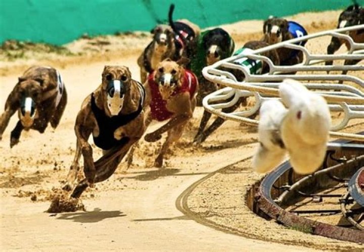 What do greyhounds chase?