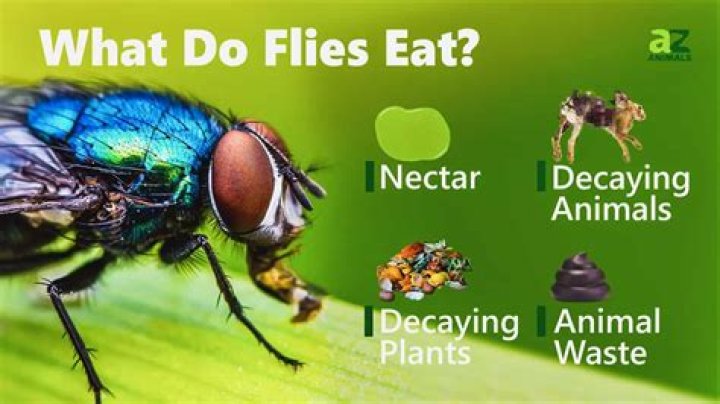 What do house flies eat?