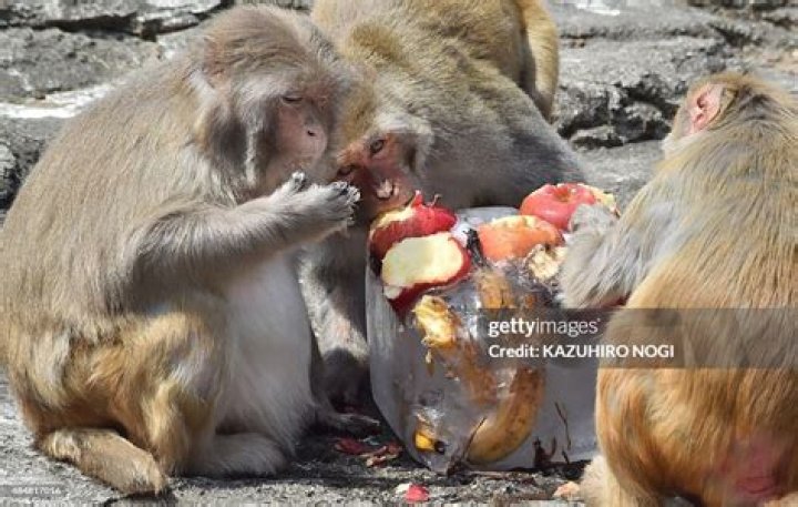 What do japanese macaques eat?