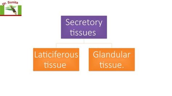 What do laticiferous tissue secrete?
