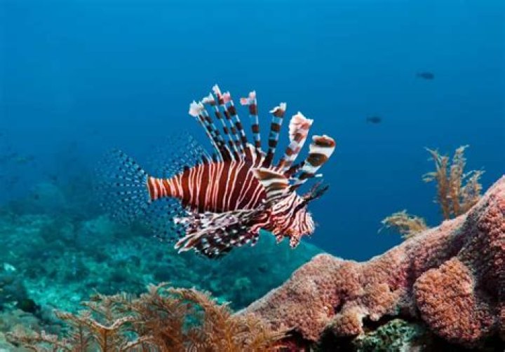 What do lionfish eat?