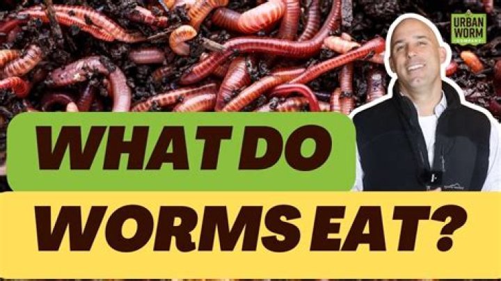 What do lookdowns eat?