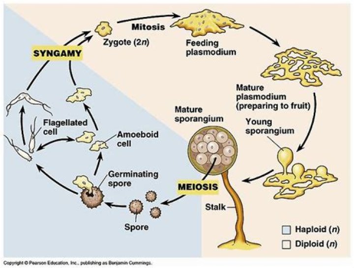 What do myxomycota slime moulds consume?