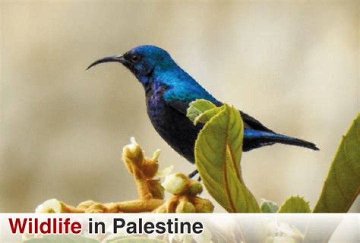 What do olive backed sunbird eat?