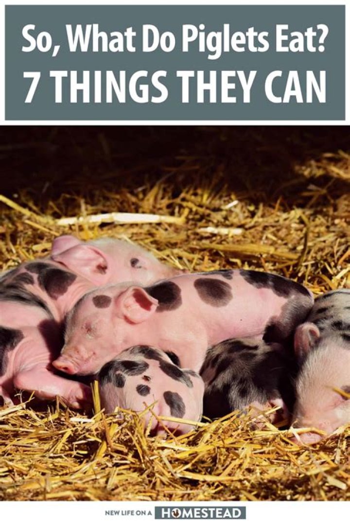 What do piglets eat?