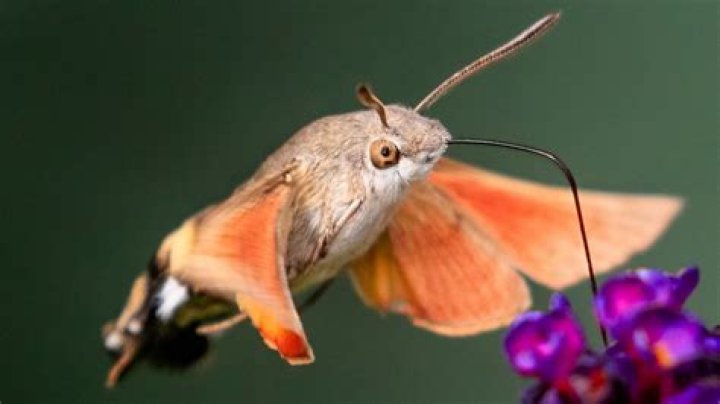 What do pyralid moth eat?