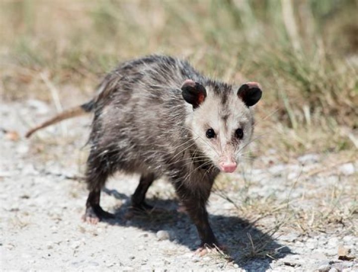 What do short tailed opossums eat?