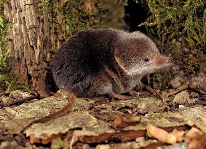 What do shrews look like?