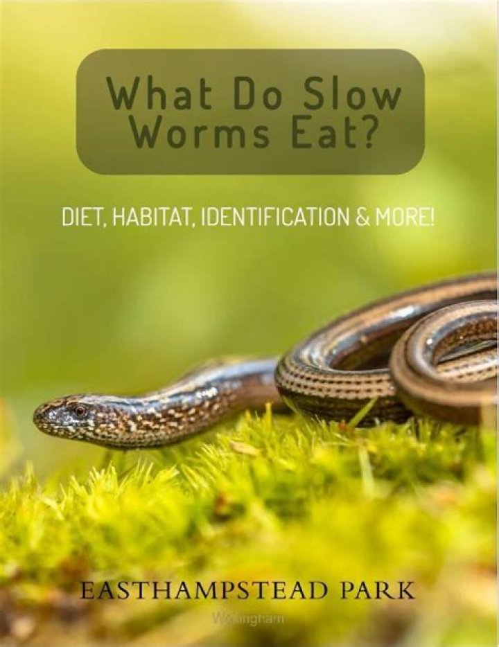 What do slow worms eat?