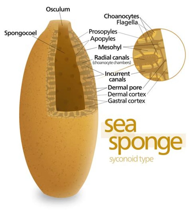 What do spicules and spongin do?