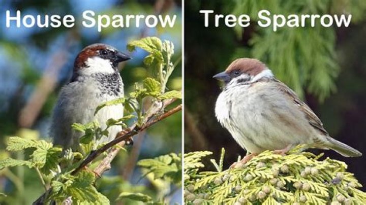 What do tree sparrows eat uk?