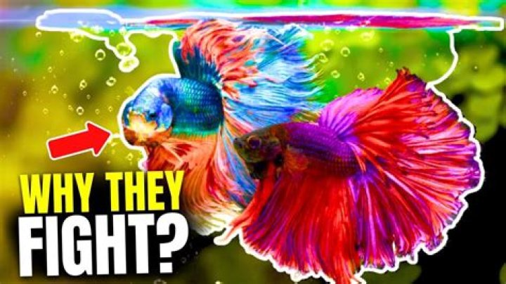 What do veiltail fish eat?
