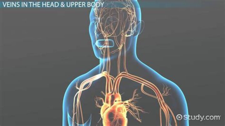 What do veins do in the body?