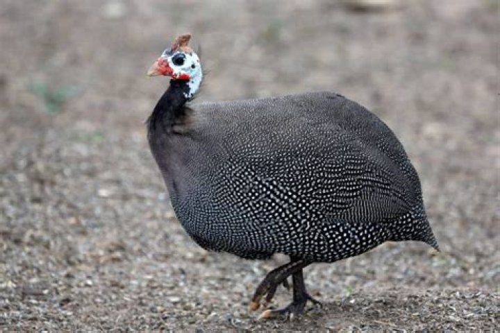 What do wild guinea fowl eat?