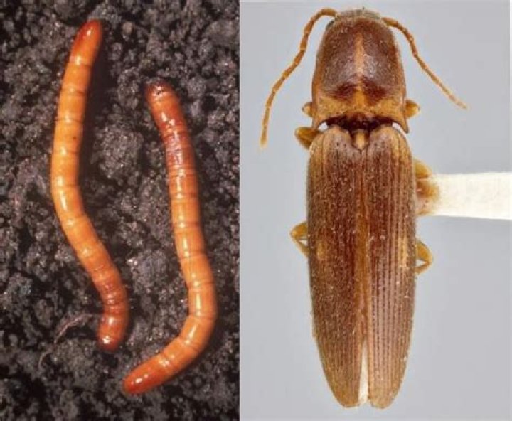 What do wireworms look like?