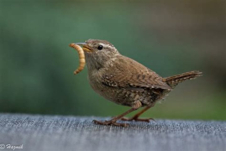 What do wrens eat?